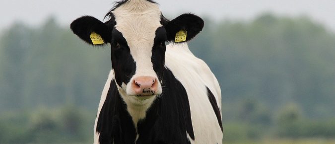 Dry Cow Heat Stress Management