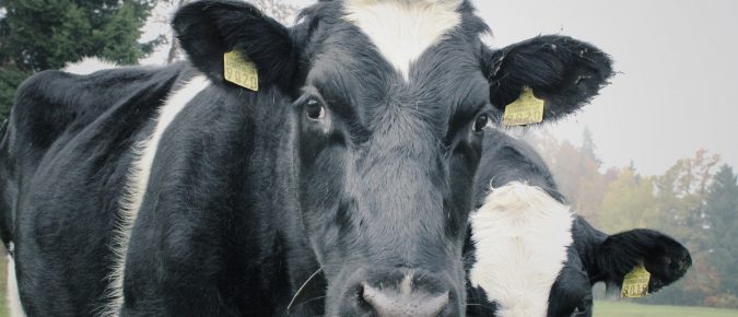 ▶️ Watch: Impact of Bedding Choice on Udder Health of Freestall Herds