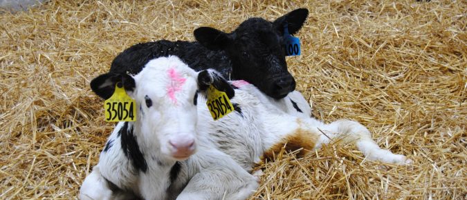 Cold weather calf care