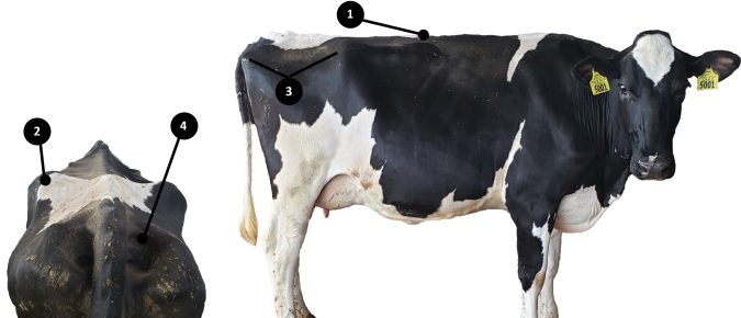 Deciding when a dairy cow starts her second career