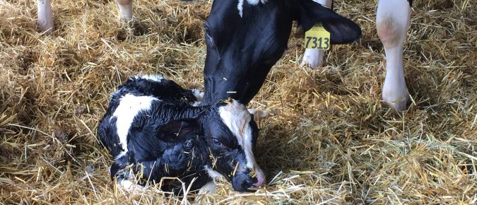 Heifer Blueprint: Transfer of passive immunity