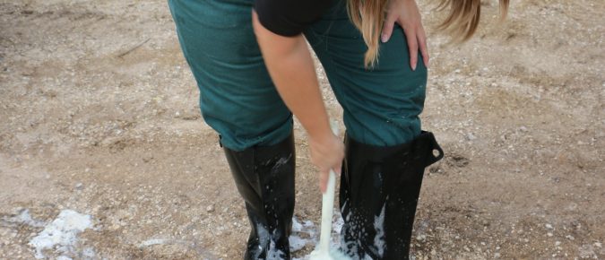 Heifer blueprint: Best practices for biosecurity