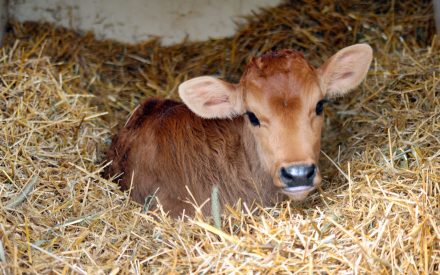 Calf in bedding