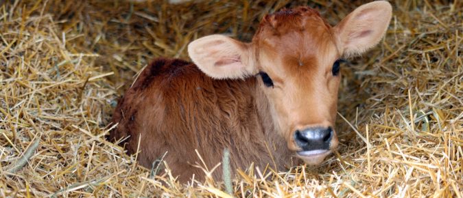Heifer Blueprint: Best practices for health management