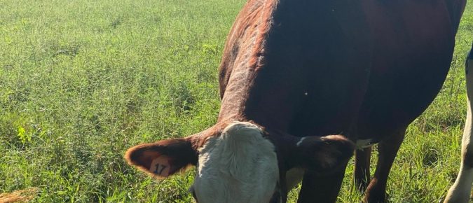 Beef genetics on dairy females and examining the care of newborn calves: Results from a 2021 survey