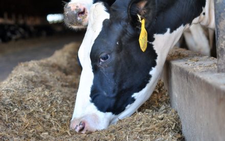 ▶️ Watch: New insights about corn silage fatty acids