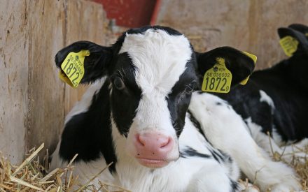 calf
