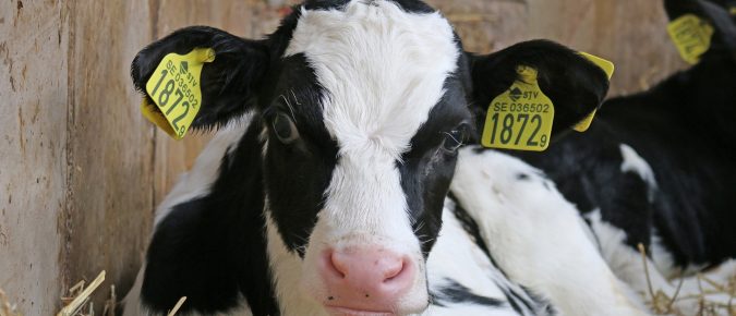 Up your colostrum game