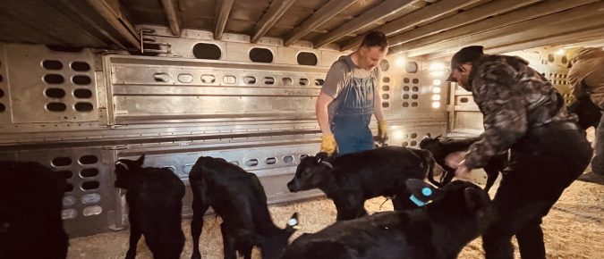 Are your calves ready for the long haul?