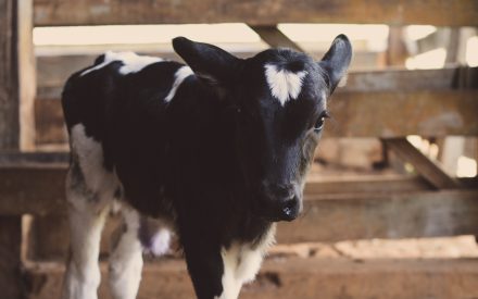 black calf