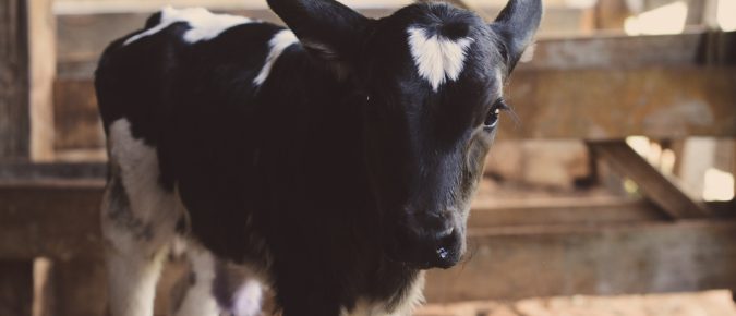 The overview of the digestive system of the calves