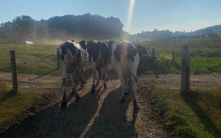 Milk prices and dry weather impacting farmers