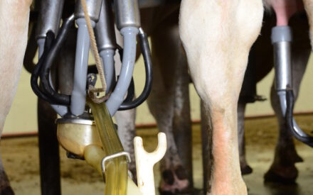 ▶️ Watch: Udderly Efficient: Management strategies for optimal performance