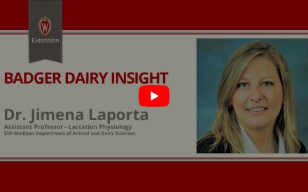 ▶️ Watch: Understanding the carryover effects of early life heat stress on dairy calves