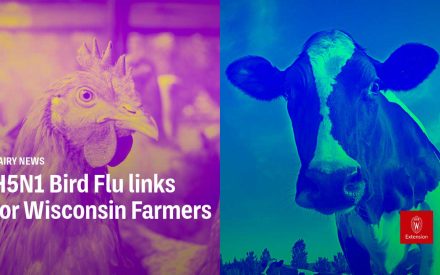 H5N1 Bird Flu links for Wisconsin Farmers