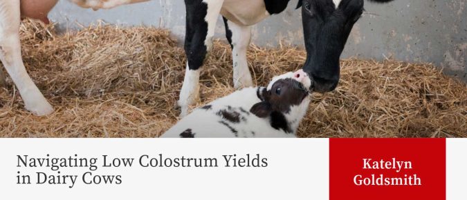 Navigating Low Colostrum Yields in Dairy Cows