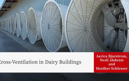 Cross-Ventilation in Dairy Buildings