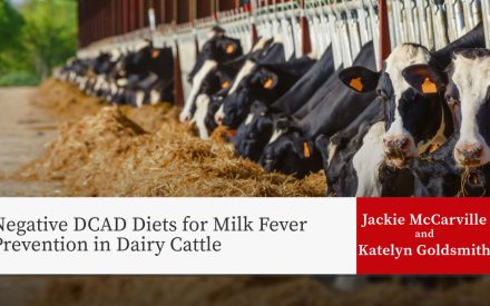 Holstein dairy cows eating hay from feeding stalls. Title: 'Negative DCAD Diets for Milk Fever Prevention in Dairy Cattle' by Jackie McCarville and Katelyn Goldsmith.